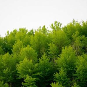 I See Trees of Green