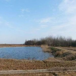 吉他指弹 格桑拉