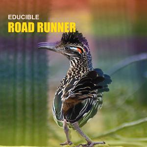 Road Runner
