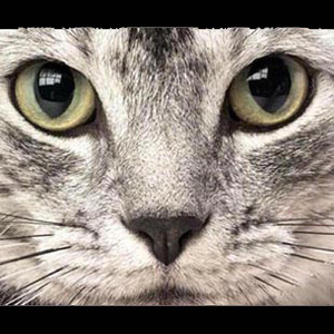 にゃあにゃあモーツワルト交響曲第40番