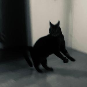 N Poinsettia PL (feat. David Shawty)