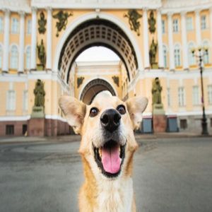 Питерский кобель