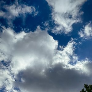 宫墙柳·百年说