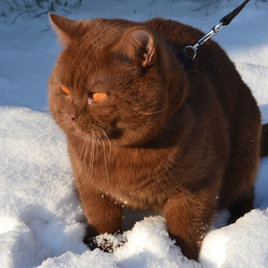 流云散（翻自 《我执》）