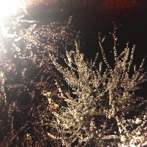 Itaru tokoro ni itami