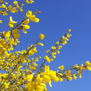 Árbol