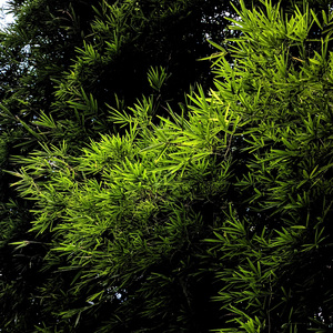 兰花花 (唯美笛子轻音乐)