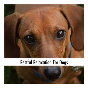 Dog Treat Restfulness