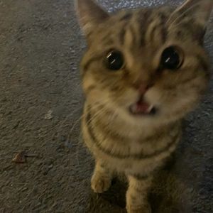 聊城一中爱情故事(Demo）