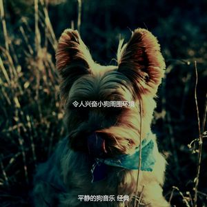 优美可爱的狗器乐