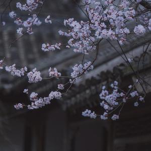 花满庭（翻自 叁汀）