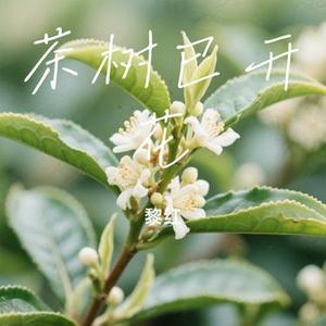 茶树已开花