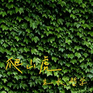 爬墙虎生长哲学