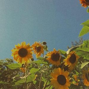 Sleepy Brooklyn Notes