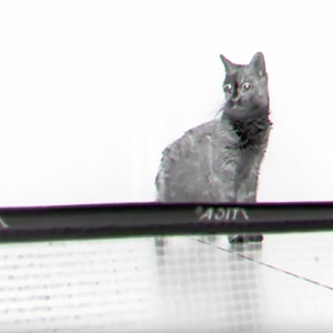 Catwatching