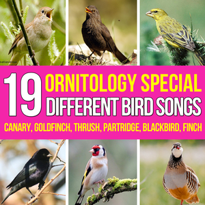 Canario Timbrado Español Con Canto Discontinuo