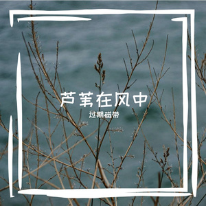 雪松林间穿梭的凛冽低语