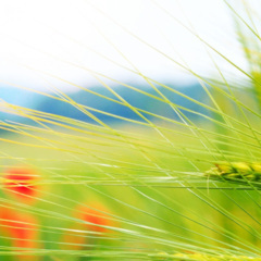 整片海洋都是我的,那我也是你的了