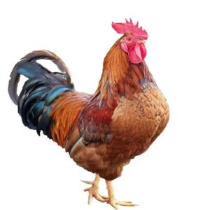 美丽鸡（Prod By 澜）