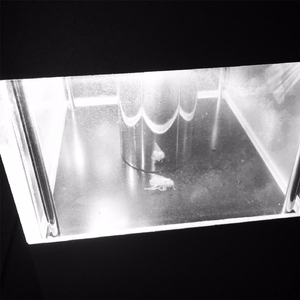 An Evolution of Sorrows