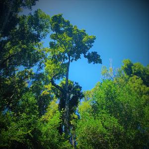 Minnamurra Rainforest Pt II