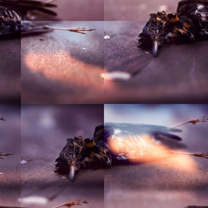 Tail Fin