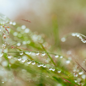 自然のうたごえ