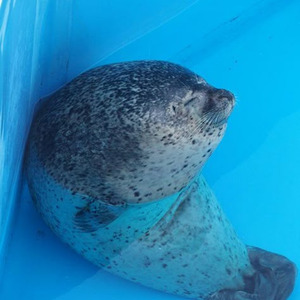 Love, Maybe (Sped up)