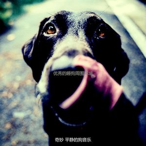 安静的小狗声音