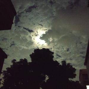 人体蛆