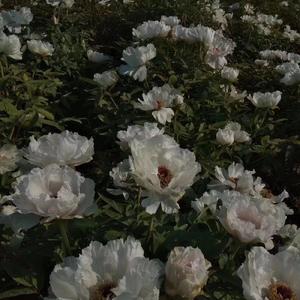 戀愛PTSD.pt1（prod.Bubbleboy X Bvlloon)