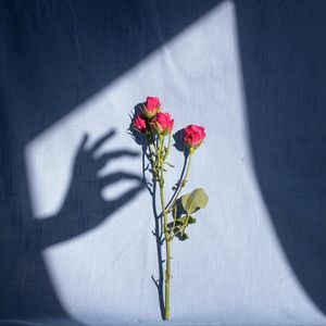 诱（Cover林宥嘉）