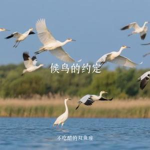 候鸟的约定