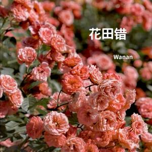花田错（翻自 李子豪(HtFR)）