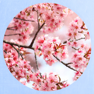 Wildstyle (Original Mix)