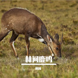 林间鹿鸣