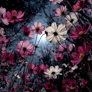 Cosmos on a moonlit night