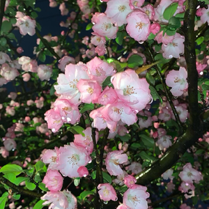 咏春（别辜负眼前季节）