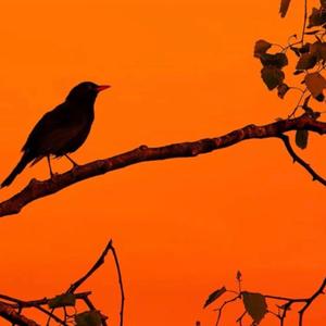 Benim adım Eski (bir Serkan Bahceci Şiiri)