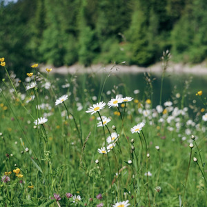 Pyar ki barish (rain of love)