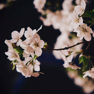 좋은 밤 되세요 (Spring Version)