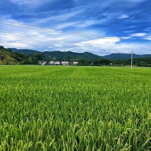 寻乌南桥镇  
美丽南桥欢迎你