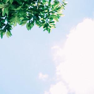 Green trees under white clouds