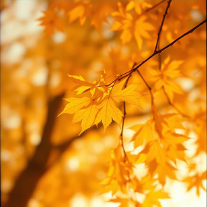 アンバー リフレクションズ