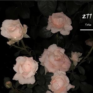 怀抱(翻自 弹壳Danko)