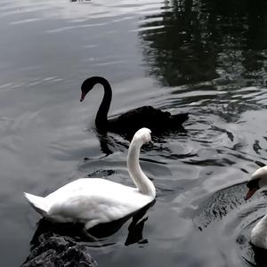 当独行侠遇到爱如潮水（翻自 GAI周延）