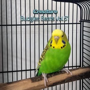 Budgies Beats XVI (Vol LI)