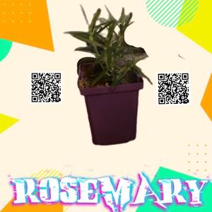rosemary