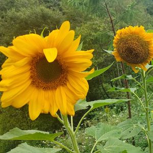 宋坪特产佳天下