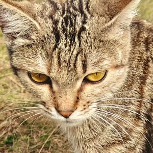 "冬季" AfroTrap Type Beat